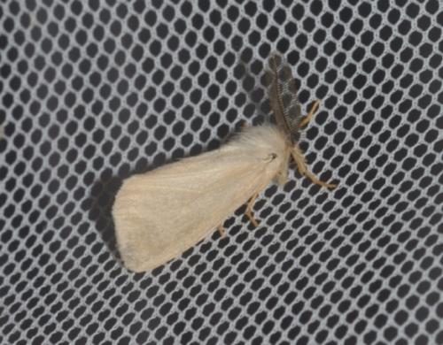 Réf. 265 180 : Laelia coenosa